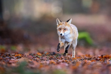 Fototapeta premium Red fox, Vulpes vulpes The mammal is running in the dark forest Europe Czech Republic Wildlife scene from Europe nature. young male..