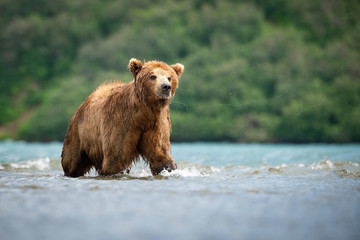 Obraz premium The&nbsp;Kamchatka&nbsp;brown&nbsp;bear, Ursus arctos beringianus catches salmons at Kuril Lake in Kamchatka, running in the water, action picture