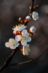 Nice white apricot spring flowers branch on blue sky background