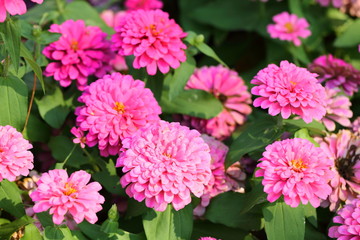 Closeup,Zinnia elegans,Common Zinnia flower in the garden of King Rama IX park in Thailand