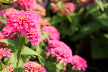 Closeup,Zinnia elegans,Common Zinnia flower in the garden of King Rama IX park in Thailand