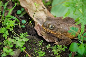 Tropical toad bright eye in green plants. Magic eye of tropical frog. Exotic animal closeup. Tropical fauna in zoo or terrarium
