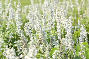 Closeup,Ellagance snow lavender flower in the garden of King Rama IX park in Thailand