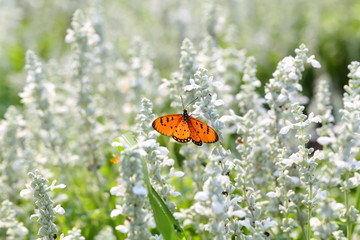 Closeup,Ellagance snow lavender lower with Acraca terpsicore in the garden of King Rama IX park in Thailand