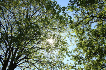 Obraz premium Blätterdach