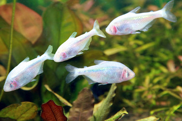 Blind Cave Fish or Mexican Tetra (Astyanax fasciatus mexicanus).