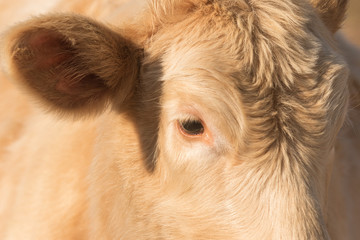 Close up of a white cow 