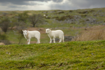 A pair of Welsh mountain sheep lambs on a wild and rugged mountainous pasture in rural Bala North Wales