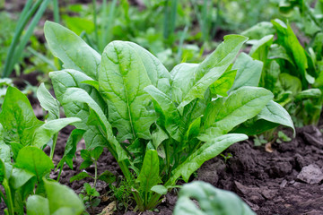 Green spinach leaves on a bed. Vegetarian food_