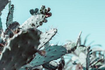 Succulente cactus plant natuurlijke achtergrond