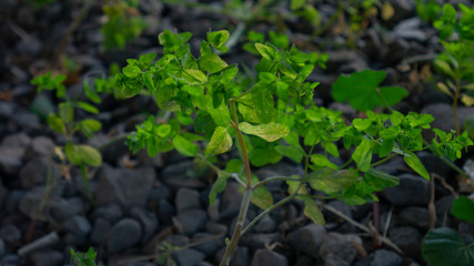 young plants in the garden