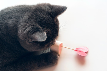 Cat playing with marshmallow and paper hearts on skewers stuck in meringues . Valentine's Day Party...