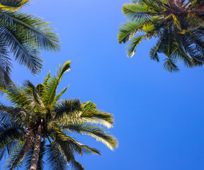 Green palm trees on blue sky background. Sunny tropical island nature. Coco palm tree landscape.