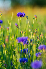 Closeup of a blue Cornflower blooom and green flower buds in a meadow in warm sunny day