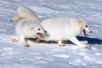 Arctic Fox Running and Playing in the Snow, Montana