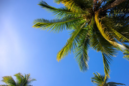 Sunny palm tree on blue sky background. Tropical island nature. Optimistic coco palm tree landscape.