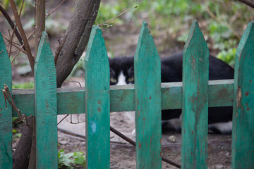 Cat over the fence. Yard cat behind a fence.