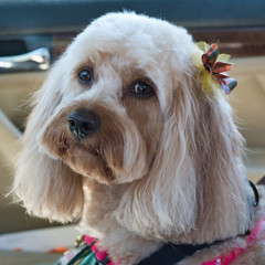 Portrait of a Dog Right After Grroming with a Bow in her hair
