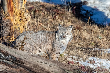 Bobcat in the Snow, Montana