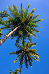 Green fluffy palm leaf on blue sky background. Tropical nature abstract photo. Exotic place in Asia.