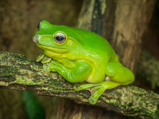 grüner Frosch