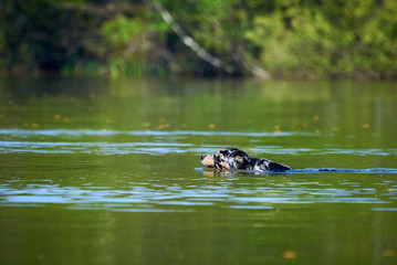 Dog Playing Fetch in Lake	