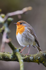 European Robin (Erithacus Rubecula) sitting on a branch 	