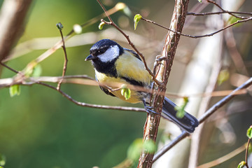 Great tit ( Parus major ) Sitting on a Branch in Spring Season