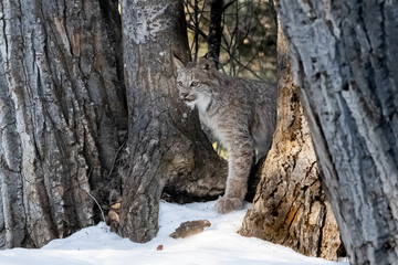 Canadian Lynx Hiding in the Snow, Montana