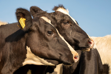 Profile portrait of two black and white cows, side view, standing side by side on a sunny day.