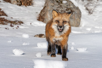 Naklejka na ściany i meble Red Fox in the Snow, Montana