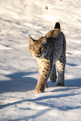 Siberian Lynx in the Snow