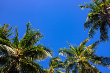 Fototapeta na wymiar Wild palm tree on sunny blue sky background. Tropical island nature. Coco palm forest landscape. Summer vacation