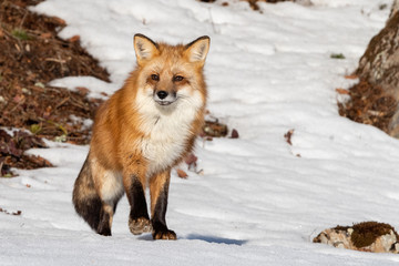 Obraz premium Red Fox in the Snow, Montana