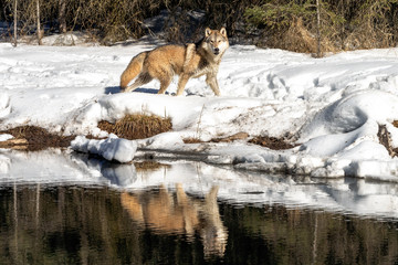 Wolf Running Reflection in River, Montana