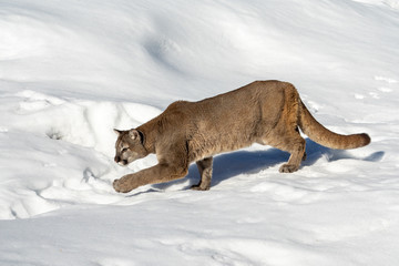Mountain Lion in the Snow, Montana