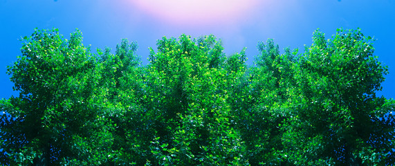 Fototapeta na wymiar Look up top trees, the blue sky and sunlight. Azure sky in daytime is beautiful. Beautiful bright green leaves are on the branches of tree. Concept of refreshing summer time