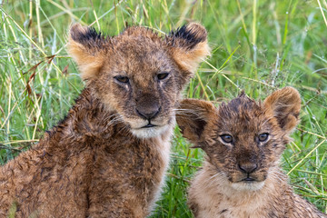 Lion Cubs in the Rain - Maasai Mara National Park, Kenya