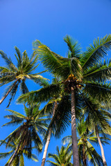 Obraz na płótnie Canvas Palm tree forest on sunny blue sky background. Tropical island nature. Summer vacation banner template with text place.