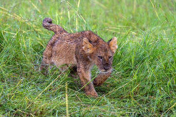 Lion Cub Walking in the Rain - Maasai Mara National Park, Kenya