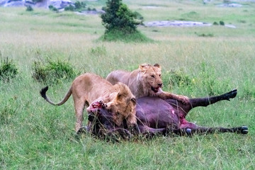 Group of Lions Killing a Water Buffalo - Maasai Mara National Park, Kenya