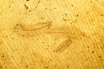 The outline of insect wings backlit on natural parchment creates an interesting, grunge background design