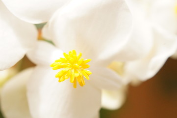 Flor blanca macro