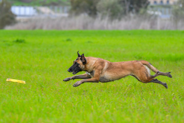 Belgian shepherd malinois catching a frisbee yellow disc 