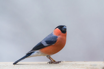 Eurasian bullfinch pyrrhula pyrrhula male sitting on dry branch in the early spring. Cute common...