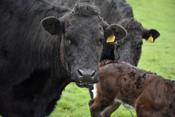 Looking Directly into the Docile Face of a Black Cow