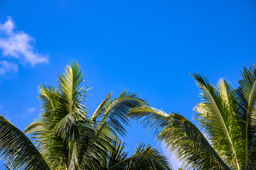 Obraz premium Fluffy palm tree on sunny blue sky background. Tropical island nature. Summer vacation banner template with text place.