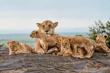 Lion Pride Babies Loving Mama Lion - Maasai Mara National Park, Kenya