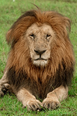 Obraz na płótnie Canvas Male Lion with Large Mane - Maasai Mara National Park, Kenya