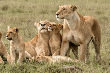 Plakat Lion Pride Babies Loving Mama Lion - Maasai Mara National Park, Kenya
